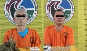 Polres Padangsidimpuan Ungkap Dua Pengedar Ganja dalam Operasi Terpisah, 129 Gram Narkotika Disita