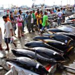 Indonesia Rajanya Tuna Global: Sentra Produksi & Pasar Ekspor Terbesar di Asia Tenggara