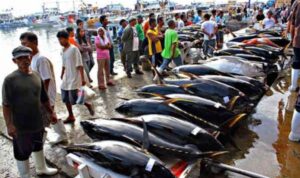 Indonesia Rajanya Tuna Global: Sentra Produksi & Pasar Ekspor Terbesar di Asia Tenggara