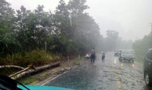 Tak Gentar Hujan Petir, Polisi Bintan Sigap Bersihkan Pohon Tumbang