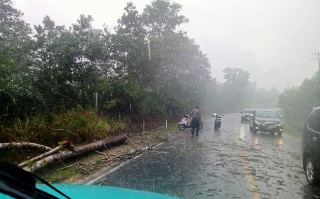 Tak Gentar Hujan Petir Polisi Bintan Sigap Bersihkan Pohon Tumbang