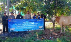 Idul Adha 1446 H, PT SMGP Serahkan Enam Ekor Sapi Kurban untuk Warga Mandailing Natal