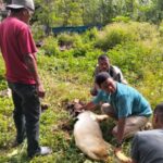 SMSI Mandailing Natal Gelar Pemotongan Hewan Kurban Bantuan dari Pemkab Madina