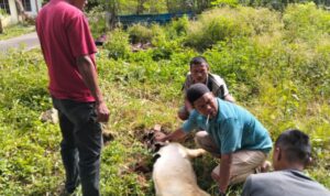 SMSI Mandailing Natal Gelar Pemotongan Hewan Kurban Bantuan dari Pemkab Madina