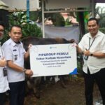 Berbagi Berkah Idul Adha: FIFGROUP Tebar 4 Sapi dan 497 Kambing Hingga Pelosok Negeri