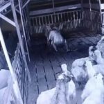 12 Ekor Kambing Raib di Padangsidimpuan, Pelaku Tertangkap Usai Dikejar Warga