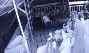 12 Ekor Kambing Raib di Padangsidimpuan, Pelaku Tertangkap Usai Dikejar Warga