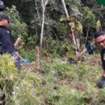 Operasi Gabungan BNNP dan Brimob Musnahkan Ribuan Batang Ganja di Perbukitan Madina