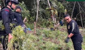 Operasi Gabungan BNNP dan Brimob Musnahkan Ribuan Batang Ganja di Perbukitan Madina
