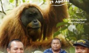 FOKAT Resmi Dibentuk di Tapanuli Selatan, Fokus Konservasi Orangutan Tapanuli dan Ekosistem Batangtoru