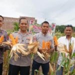 Polres Padangsidimpuan Panen 3,5 Ton Jagung, Perkuat Sinergi Polri dan Warga untuk Ketahanan Pangan