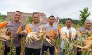 Polres Padangsidimpuan Panen 3,5 Ton Jagung, Perkuat Sinergi Polri dan Warga untuk Ketahanan Pangan