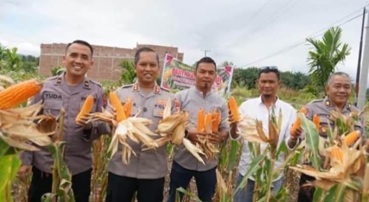 Polres Padangsidimpuan Panen 35 Ton Jagung Perkuat Sinergi Polri Dan Warga Untuk Ketahanan Pangan