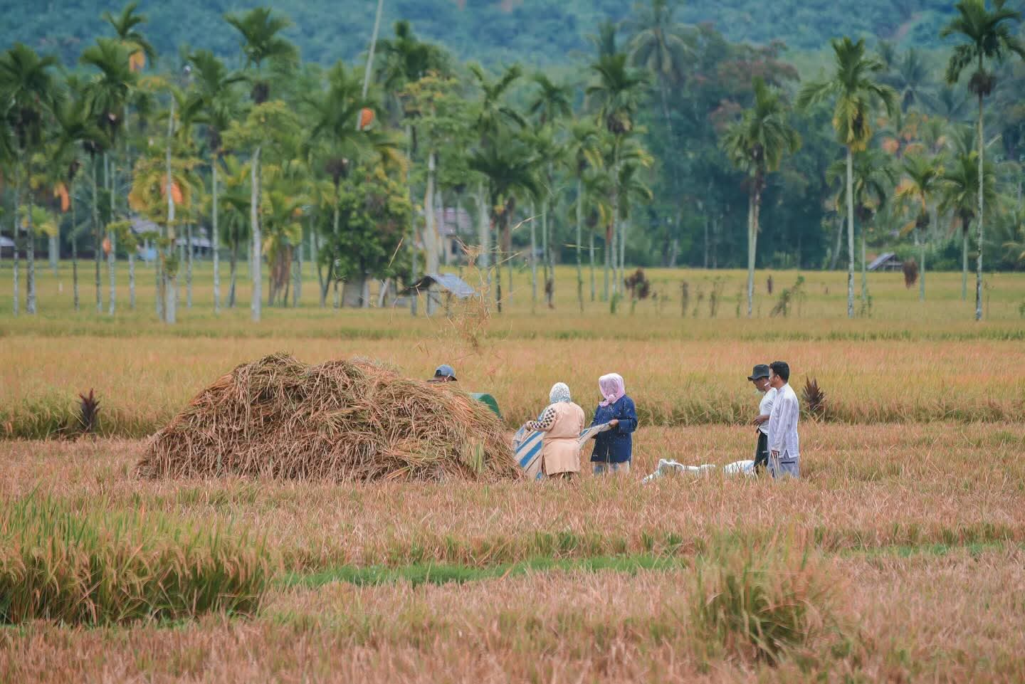 Lahan persawahan Di Desa Manunggang Jae, Kecamatan Padangsidimpuan Tenggara, Kota Padangsidimpuan.(Saipul Bahri Siregar).