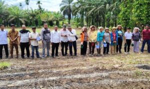 Desa Tindoan Laut Jadi Pelopor Program Ketahanan Pangan dengan Penanaman Jagung