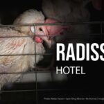 Open Wing Alliance Desak Radisson Hotel Group Penuhi Komitmen Bebas Sangkar