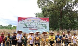 Bupati Gus Irawan bersama Ketua DPRD Tapsel Hadiri Panen Raya Jagung di Batang Toru, Dorong Swasembada Pangan