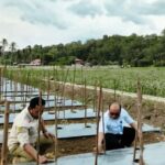 Wali Kota Padangsidimpuan: Cabe Merah Kunci Kendali Inflasi dan Ketahanan Pangan