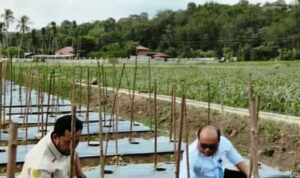 Wali Kota Padangsidimpuan: Cabe Merah Kunci Kendali Inflasi dan Ketahanan Pangan