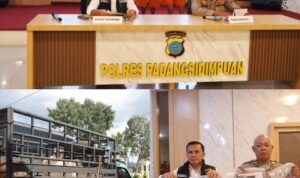 Polres Padangsidimpuan Bekuk Komplotan Penipu Sapi Modus COD, Otak Pelaku Masih Buron