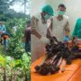 Misteri Penemuan Kerangka Manusia di OKU Selatan, Polisi Tunggu Hasil Labfor