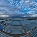 Industri Spirulina China Perluas Pasar Global, Dorong Manfaat Kesehatan dan Gizi