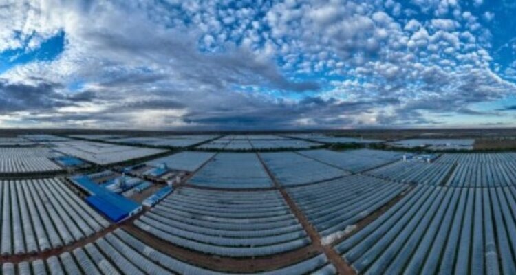 Industri Spirulina China Perluas Pasar Global, Dorong Manfaat Kesehatan dan Gizi