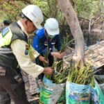 TPS Perkuat Komitmen ESG melalui Pelestarian Ekosistem Mangrove Sejak 2010