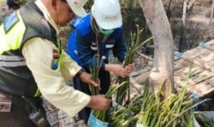 TPS Perkuat Komitmen ESG melalui Pelestarian Ekosistem Mangrove Sejak 2010