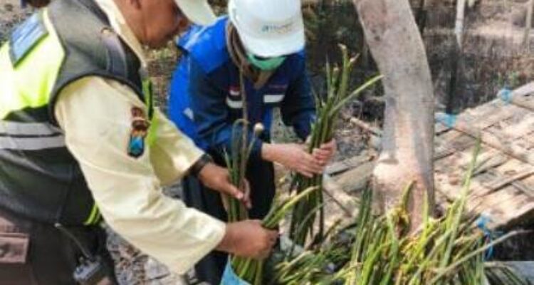 TPS Perkuat Komitmen ESG melalui Pelestarian Ekosistem Mangrove Sejak 2010