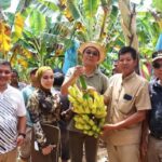 Bupati Tapsel Hadiri Panen Perdana Pisang, Dorong Ketahanan Pangan dan Program Makan Bergizi Gratis