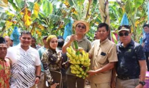 Bupati Tapsel Hadiri Panen Perdana Pisang, Dorong Ketahanan Pangan dan Program Makan Bergizi Gratis Bupati Tapsel Hadiri Panen Perdana Pisang, Dorong Ketahanan Pangan dan Program Makan Bergizi Gratis