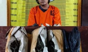 Ganja 300 Gram di Motor! Residivis Narkoba Ditangkap Lagi, Polisi: Tak Kapok Ganja 300 Gram di Motor! Residivis Narkoba Ditangkap Lagi, Polisi: Tak Kapok