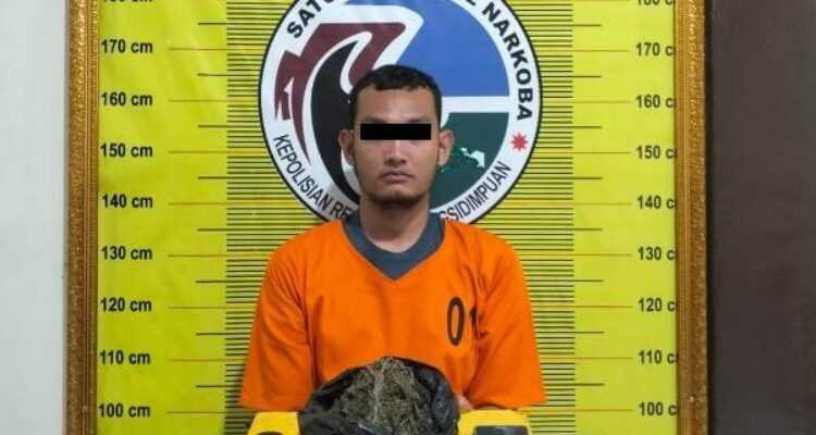 Transaksi Ganja Gagal! Pemuda di Padangsidimpuan Dibekuk Polisi dengan Barang Bukti 100 Gram